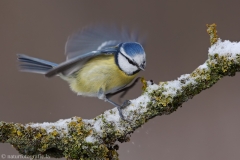 137 Blaumeise - Parus caeruleus